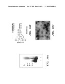 IMMUNOTHERAPY TARGETING OF THE SHARED ABNORMAL CONFORMATIONAL STATE OF AMYLOIDOGENIC PEPTIDES/PROTEINS diagram and image