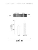 IMMUNOTHERAPY TARGETING OF THE SHARED ABNORMAL CONFORMATIONAL STATE OF AMYLOIDOGENIC PEPTIDES/PROTEINS diagram and image