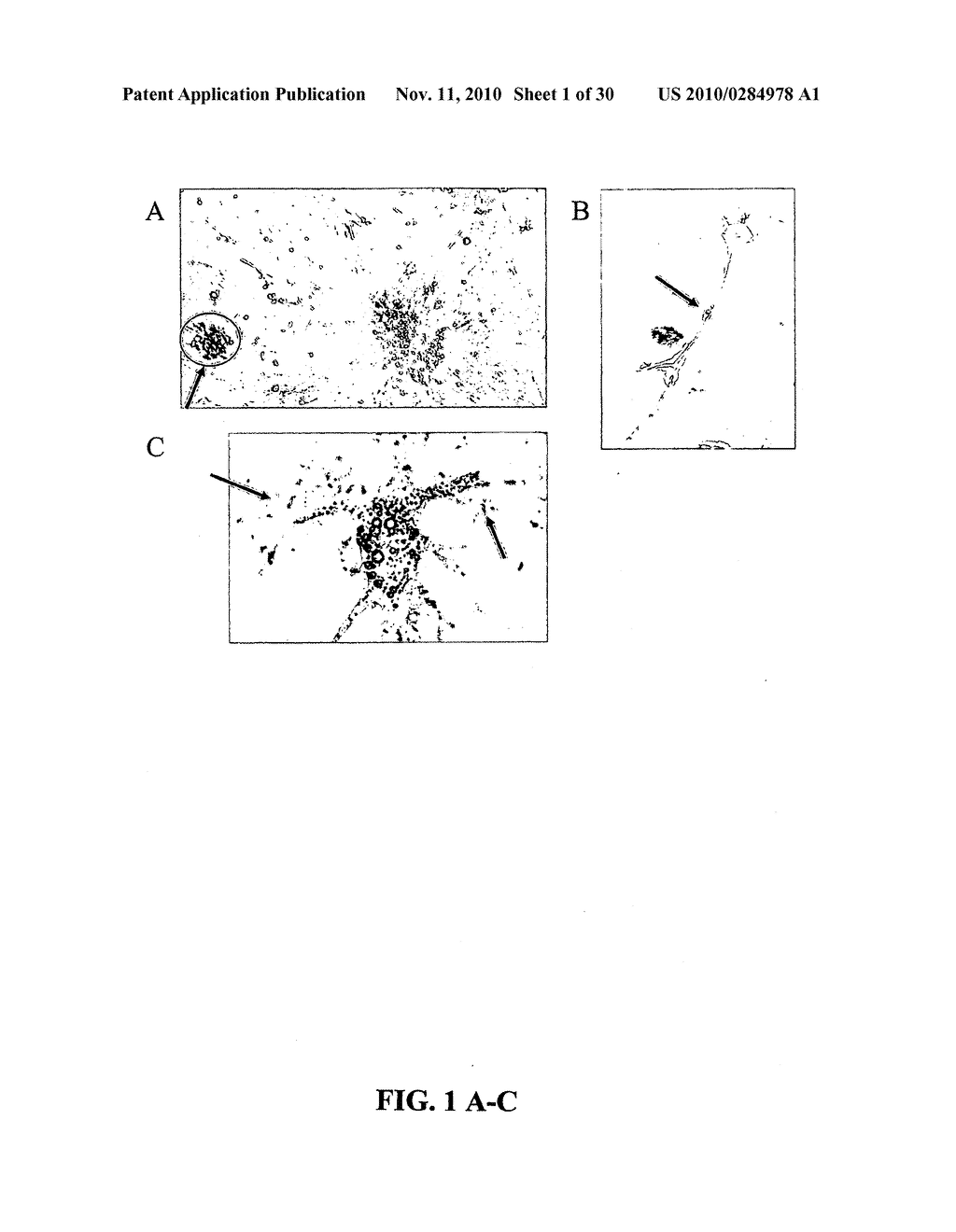 CULTURES, PRODUCTS AND METHODS USING UMBILICAL CORD MATRIX CELLS - diagram, schematic, and image 02