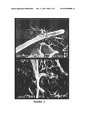 METHOD FOR THE INTERNALIZATION OF NON-INVASIVE BACTERIA IN EUKARYOTE CELLS diagram and image