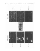 VACCINATION BY TRANSCUTANEOUS TARGETING diagram and image