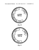 GLUCOSE-INDUCED INACTIVATION/DEGRADATION-RESISTANT TRANSPORTER GENE AND USE THEREOF diagram and image