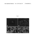 PROCESS FOR REMOVING ETHENE FROM BIOLOGICAL USING METAL EXCHANGED TITANIUM ZEOLITES diagram and image