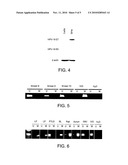 Diagnostic Methods for Diseases Caused by a HPV Infection Comprising Determining the Methylation Status of the HPV Genome diagram and image