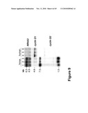 METHODS AND MATERIALS RELATED TO HAIR PIGMENTATION AND CANCER diagram and image