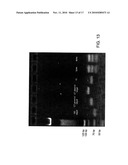 THERMOPHILIC HELICASE DEPENDENT AMPLIFICATION TECHNOLOGY WITH ENDPOINT HOMOGENOUS FLUORESCENT DETECTION diagram and image