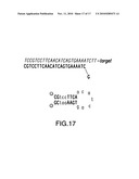 THERMOPHILIC HELICASE DEPENDENT AMPLIFICATION TECHNOLOGY WITH ENDPOINT HOMOGENOUS FLUORESCENT DETECTION diagram and image