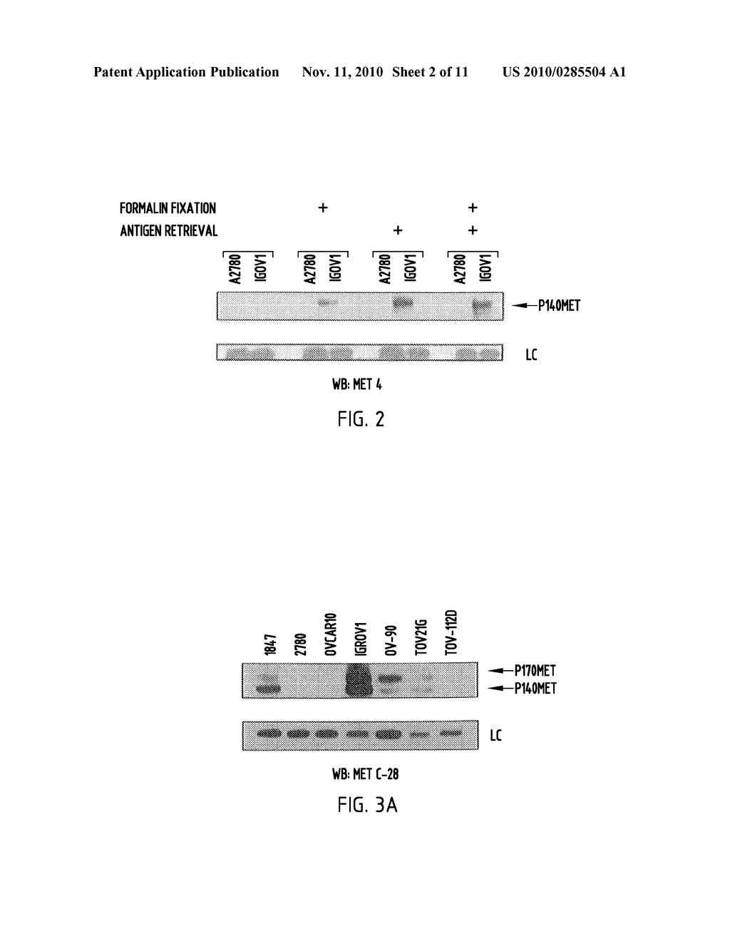 MONOCLONAL ANTIBODY WHICH BINDS MET IN FORMALIN-FIXED AND PARAFFIN-EMBEDDED TISSUES AND RELATED METHODS - diagram, schematic, and image 03