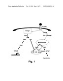 CALCIUM FLUX AS A PHARMACOEFFICACY BIOMARKER FOR INHIBITORS OF HISTONE DEACETYLASE diagram and image