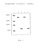 GLUCOSE DEHYDROGENASE AND METHOD FOR PRODUCING THE DEHYDROGENASE diagram and image