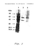 GLUCOSE DEHYDROGENASE AND METHOD FOR PRODUCING THE DEHYDROGENASE diagram and image