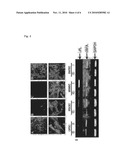 VARIOUS HUMAN DENTAL STEM CELLS HAVING A MINERALIZATION ABILITY AND THE METHOD FOR CULTURING THEM diagram and image