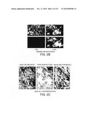 ENGINEERED CELLULAR PATHWAYS FOR PROGRAMMED AUTOREGULATION OF DIFFERENTIATION diagram and image