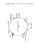 ENGINEERED CELLULAR PATHWAYS FOR PROGRAMMED AUTOREGULATION OF DIFFERENTIATION diagram and image