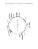 ENGINEERED CELLULAR PATHWAYS FOR PROGRAMMED AUTOREGULATION OF DIFFERENTIATION diagram and image