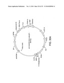 ENGINEERED CELLULAR PATHWAYS FOR PROGRAMMED AUTOREGULATION OF DIFFERENTIATION diagram and image