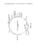 ENGINEERED CELLULAR PATHWAYS FOR PROGRAMMED AUTOREGULATION OF DIFFERENTIATION diagram and image