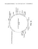 ENGINEERED CELLULAR PATHWAYS FOR PROGRAMMED AUTOREGULATION OF DIFFERENTIATION diagram and image