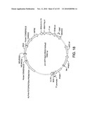 ENGINEERED CELLULAR PATHWAYS FOR PROGRAMMED AUTOREGULATION OF DIFFERENTIATION diagram and image