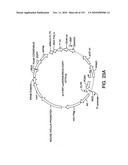 ENGINEERED CELLULAR PATHWAYS FOR PROGRAMMED AUTOREGULATION OF DIFFERENTIATION diagram and image