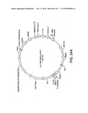 ENGINEERED CELLULAR PATHWAYS FOR PROGRAMMED AUTOREGULATION OF DIFFERENTIATION diagram and image