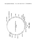 ENGINEERED CELLULAR PATHWAYS FOR PROGRAMMED AUTOREGULATION OF DIFFERENTIATION diagram and image