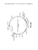 ENGINEERED CELLULAR PATHWAYS FOR PROGRAMMED AUTOREGULATION OF DIFFERENTIATION diagram and image