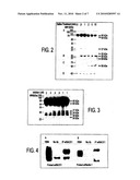 DETECTION OF FRAGMENTS OF NECTIN-1 FOR THE DIAGNOSIS OF ALZHEIMER S DISEASE diagram and image