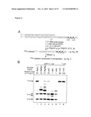 Novel Artificial Base Pairs and Uses Thereof diagram and image