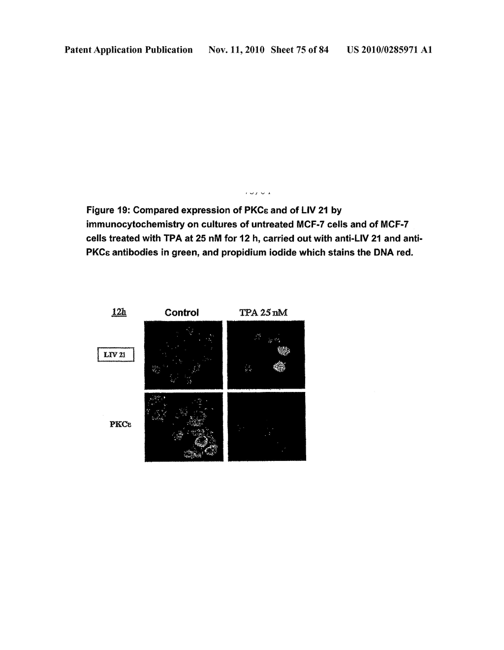 Traceability of Cellular Cycle Anomalies Targeting Oncology and Neurodegeneration - diagram, schematic, and image 76