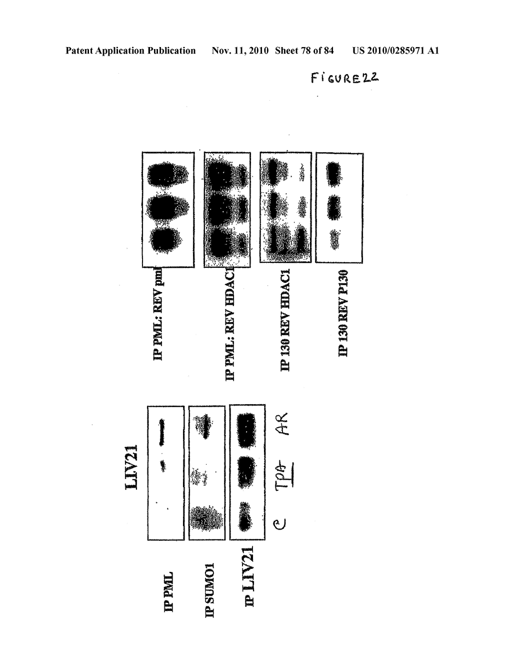 Traceability of Cellular Cycle Anomalies Targeting Oncology and Neurodegeneration - diagram, schematic, and image 79