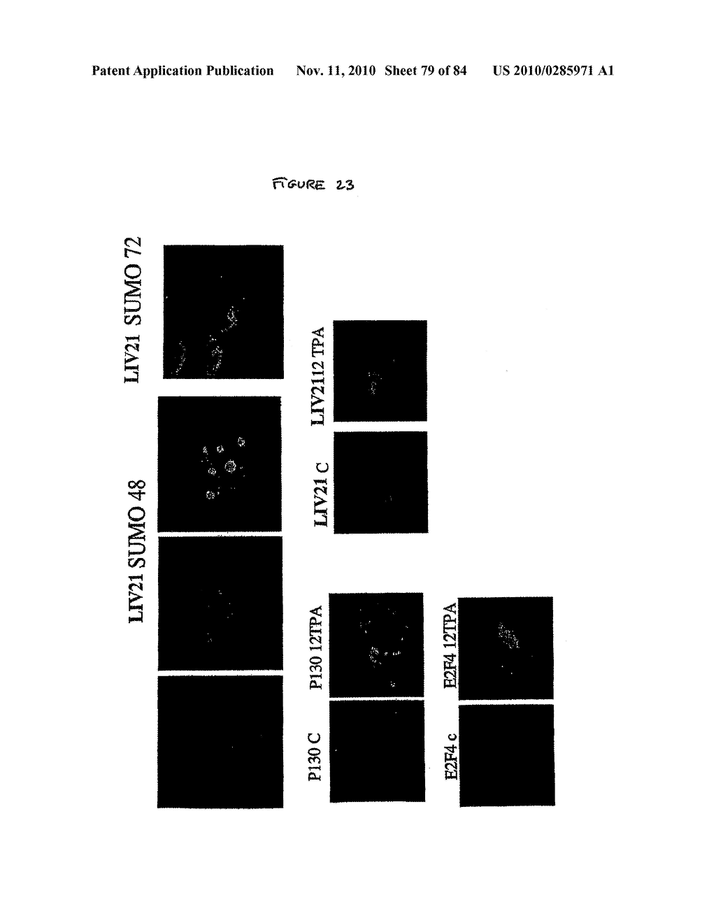 Traceability of Cellular Cycle Anomalies Targeting Oncology and Neurodegeneration - diagram, schematic, and image 80