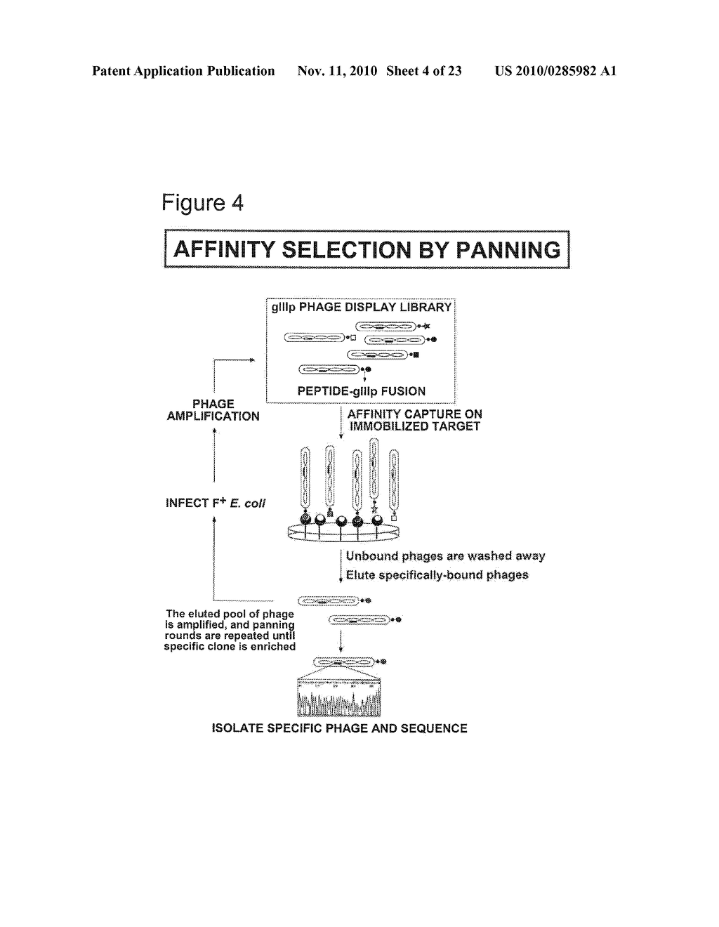 IMMUNOGENIC PEPTIDES OF INFLUENZA VIRUS - diagram, schematic, and image 05