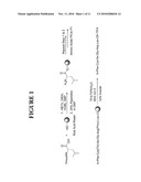 NOVEL PEPTIDES THAT ENHANCE TIGHT JUNCTION PERMEABILITY diagram and image