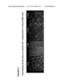 NOVEL PEPTIDES THAT ENHANCE TIGHT JUNCTION PERMEABILITY diagram and image