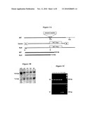 MEMORY AND LEARNING IMPAIRMENTS ASSOCIATED WITH DISRUPTION OF EPHRIN RECEPTOR A6 (EphA6) GENE diagram and image