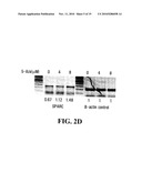 Assessing Chemotherapy Resistance of Colorectal Tumors by Determining Sparc Hypermethylation diagram and image