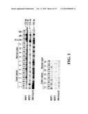 Assessing Chemotherapy Resistance of Colorectal Tumors by Determining Sparc Hypermethylation diagram and image