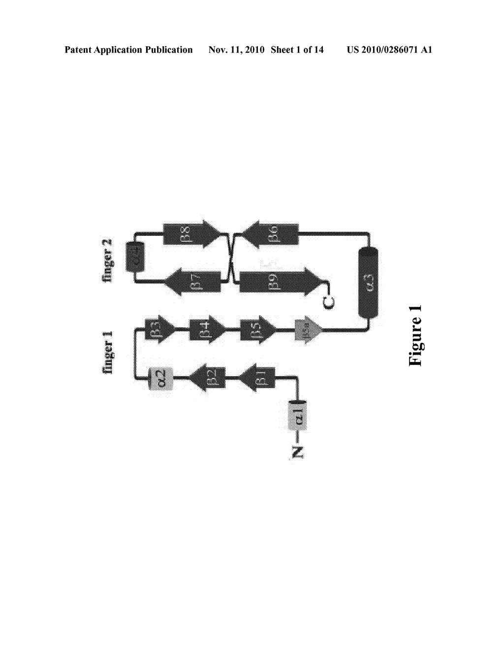 Finger-1 Peptide Analogs of the TGF-Beta Superfamily - diagram, schematic, and image 02