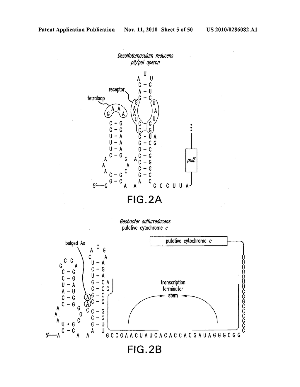 RIBOSWITCHES AND METHODS AND COMPOSITIONS FOR USE OF AND WITH RIBOSWITCHES - diagram, schematic, and image 06