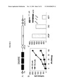 Modulation of Androgen Receptor for Treatment of Prostate Cancer diagram and image