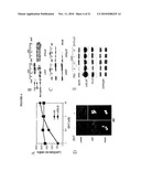 Modulation of Androgen Receptor for Treatment of Prostate Cancer diagram and image