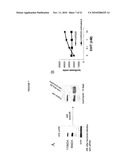 Modulation of Androgen Receptor for Treatment of Prostate Cancer diagram and image