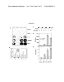 Modulation of Androgen Receptor for Treatment of Prostate Cancer diagram and image