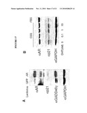 Modulation of Androgen Receptor for Treatment of Prostate Cancer diagram and image