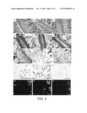 PERIPHERAL AND NEURAL INFLAMMATORY CROSSTALK diagram and image