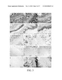 PERIPHERAL AND NEURAL INFLAMMATORY CROSSTALK diagram and image