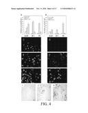 PERIPHERAL AND NEURAL INFLAMMATORY CROSSTALK diagram and image