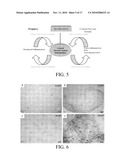 PERIPHERAL AND NEURAL INFLAMMATORY CROSSTALK diagram and image