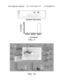 PERIPHERAL AND NEURAL INFLAMMATORY CROSSTALK diagram and image